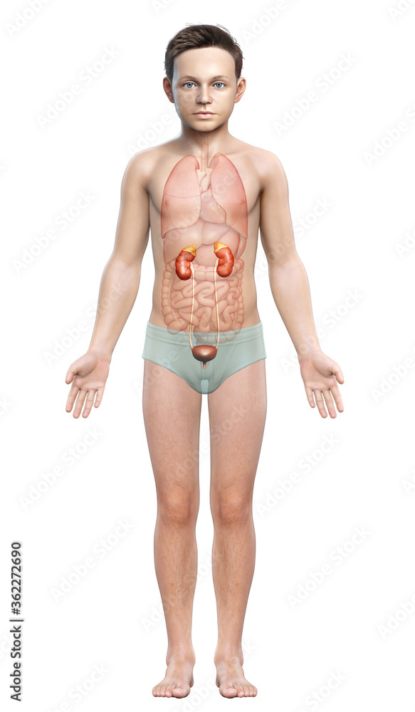 3d rendered, medically accurate illustration of the young boy kidneys anatomy 3d rendered, medically accurate illustration of the young boy kidneys anatomy