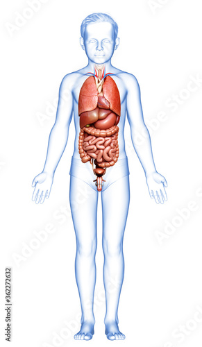 3d rendered medically accurate illustration of young boy Internal organs