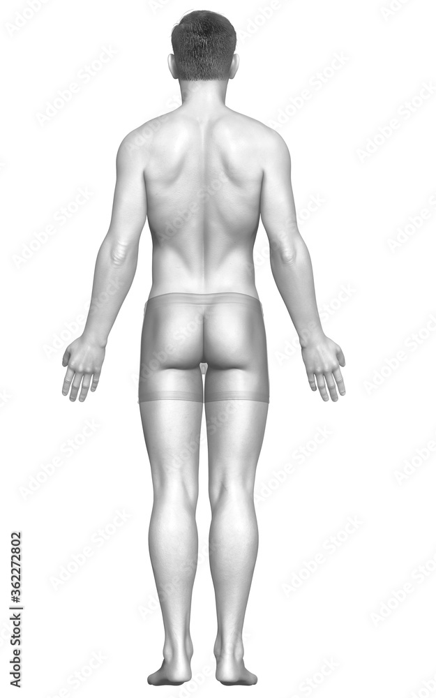3d rendered illustration of the male body 3d rendered illustration of the male body
