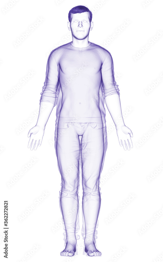 3d rendered illustration of the male body