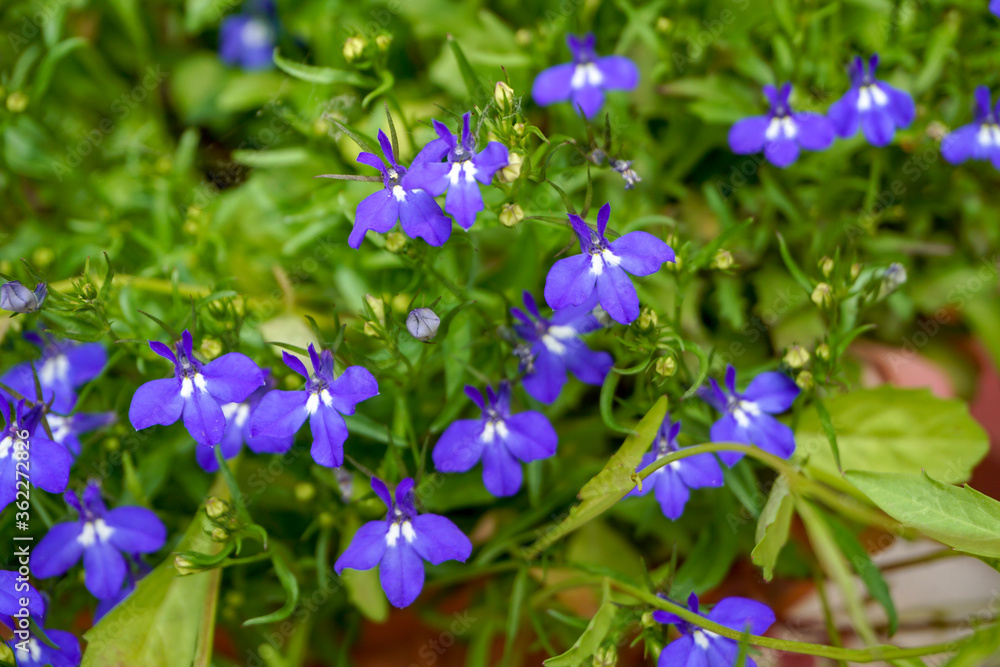 Fototapeta premium Lobelia, violet blue small bright flowers, home garden, floral green background 