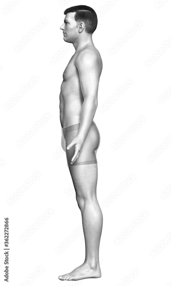 Fototapeta premium 3d rendered illustration of the male body