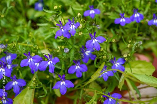 Lobelia  violet blue small bright flowers  home garden  floral green background                             