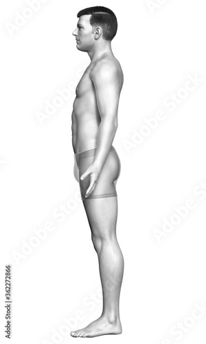 3d rendered illustration of the male body