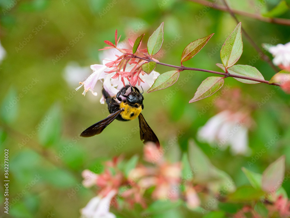 Japanese carpenter bee is sucking the nectar of glossy abelia in Fukuoka city, JAPAN. Japanese carpenter bee is sucking the nectar of glossy abelia in Fukuoka city, JAPAN.