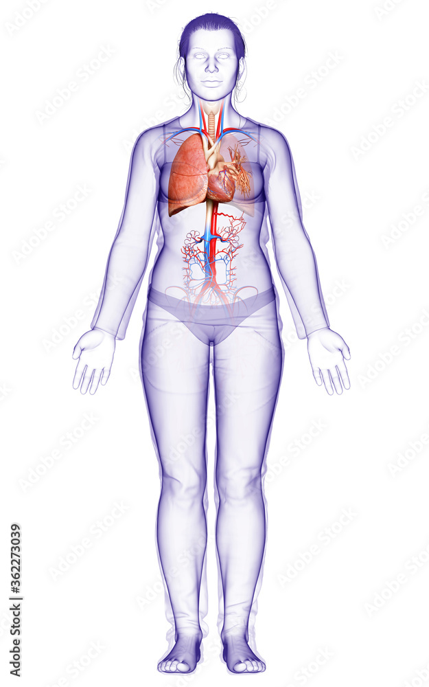 3d rendered, medically accurate illustration of a female lung anatomy 3d rendered, medically accurate illustration of a female lung anatomy