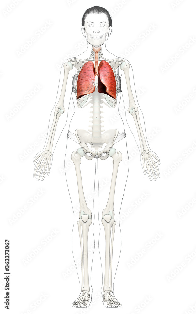 3d rendered, medically accurate illustration of a female lung anatomy 3d rendered, medically accurate illustration of a female lung anatomy