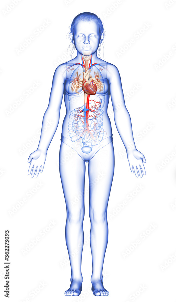 3d rendered medically accurate illustration of the young girl heart 3d rendered medically accurate illustration of the young girl heart