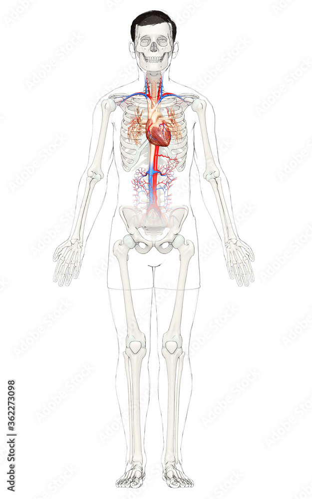 3d rendered medically accurate illustration of the male heart