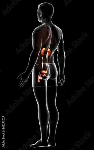 3d rendered, medically accurate illustration of the kidneys