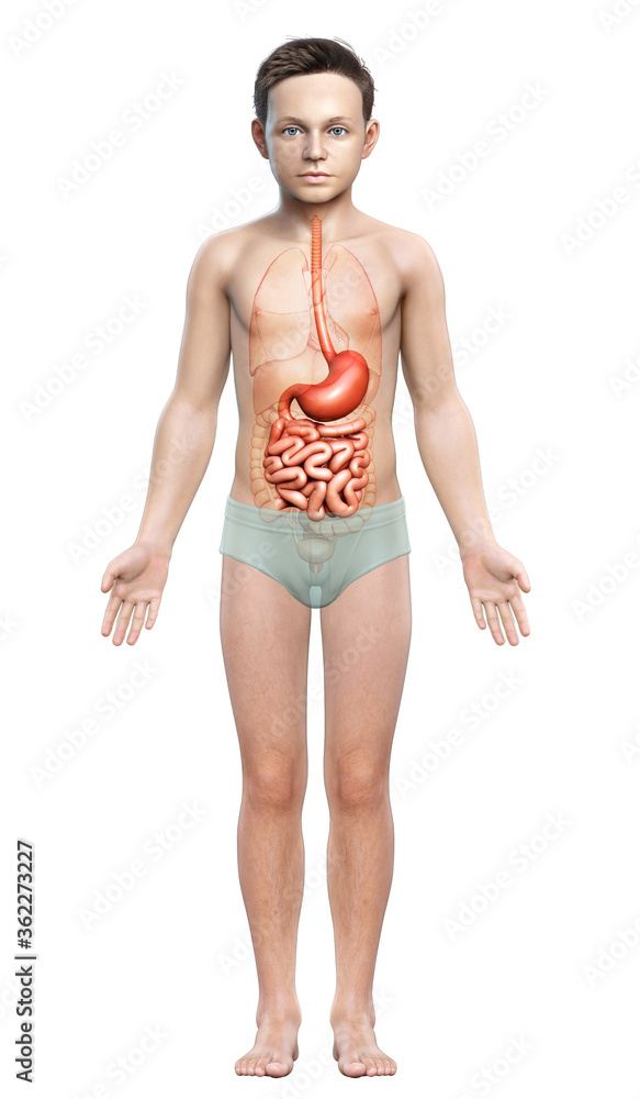3d rendered, medically accurate illustration of a young boy stomach and small intestine 3d rendered, medically accurate illustration of a young boy stomach and small intestine