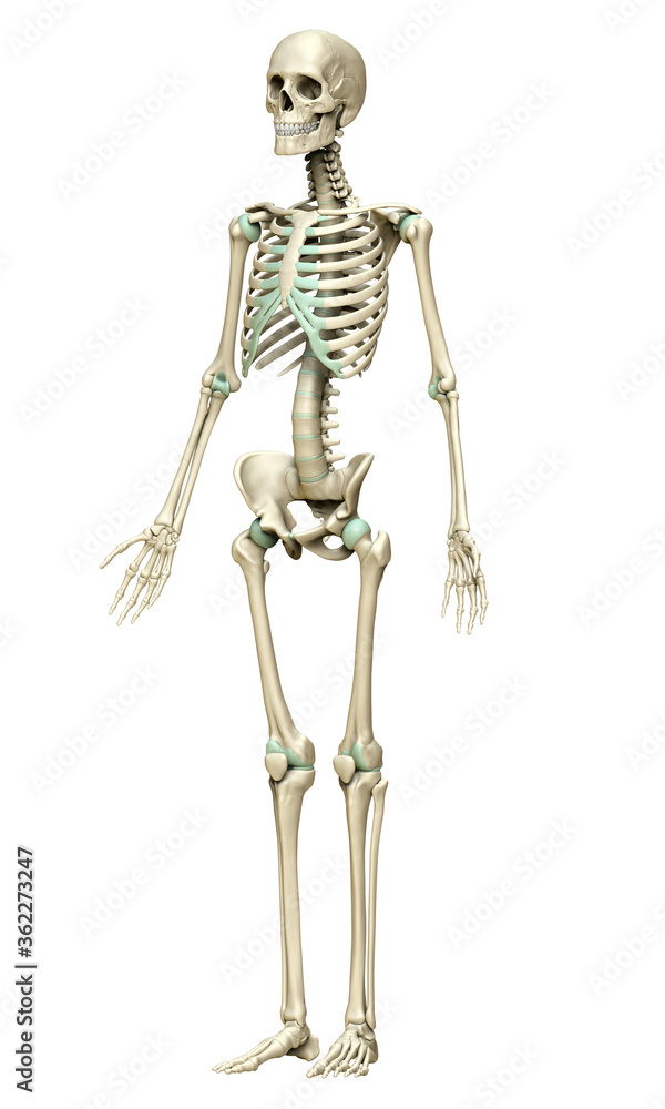 3d rendered, medically accurate illustration of the skeleton system