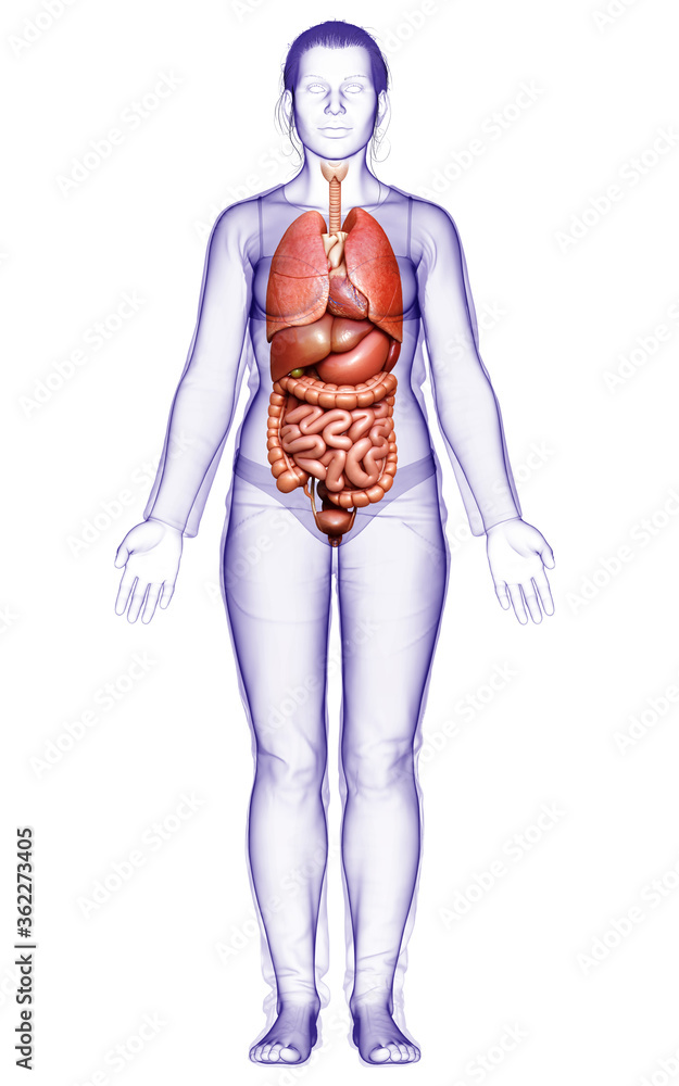 3d rendered medically accurate illustration of female Internal organs 3d rendered medically accurate illustration of female Internal organs