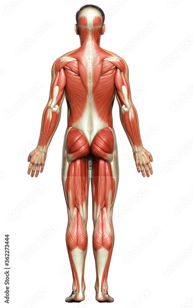 3d rendered medically accurate illustration of a male muscle system 3d rendered medically accurate illustration of a male muscle system