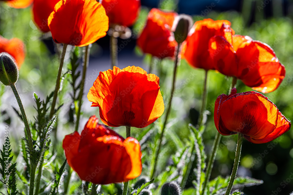 Aspen Snowmass Village town city in Colorado with closeup of orange red colorful poppy flowers in landscaped garden park as summer decoration Aspen Snowmass Village town city in Colorado with closeup of orange red colorful poppy flowers in landscaped garden park as summer decoration
