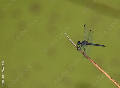 A male blue dasher dragonfly (Pachydiplax longipennis) perched on a stem, over the green surface of Pinto Lake, off-center to leave room for copy.