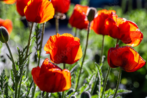 Aspen Snowmass Village town city in Colorado with closeup of orange red colorful poppy flowers in landscaped garden park as summer decoration