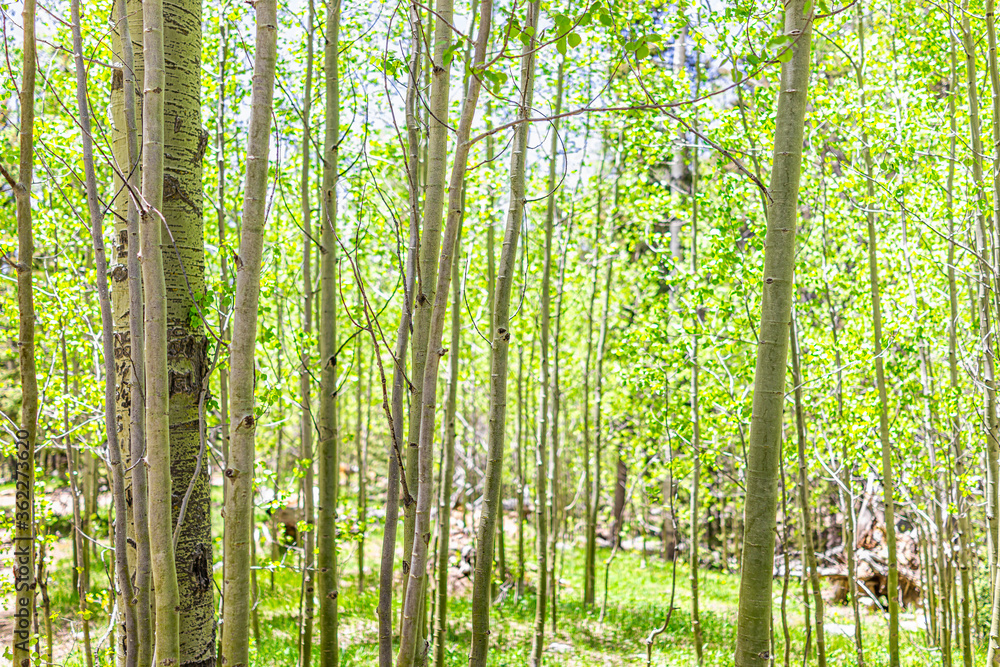 Santa Fe National Forest park in New Mexico Sangre de Cristo mountains with trail and green aspen trees pattern in spring sunlight grove Santa Fe National Forest park in New Mexico Sangre de Cristo mountains with trail and green aspen trees pattern in spring sunlight grove