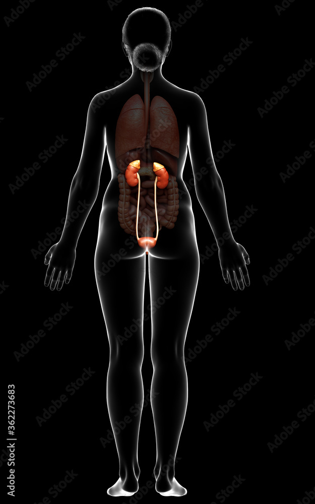 3d rendered, medically accurate illustration of female kidneys 3d rendered, medically accurate illustration of female kidneys