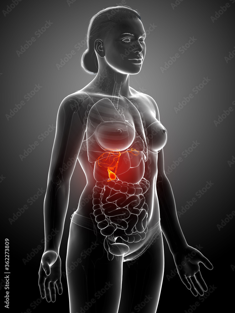 3d rendered medically accurate illustration of female Organs Gallbladder Anatomy 3d rendered medically accurate illustration of female Organs Gallbladder Anatomy