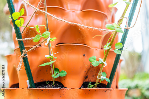Fotografie Closeup of green leaves seedling sprouts of sugar snap peas in orange garden ver