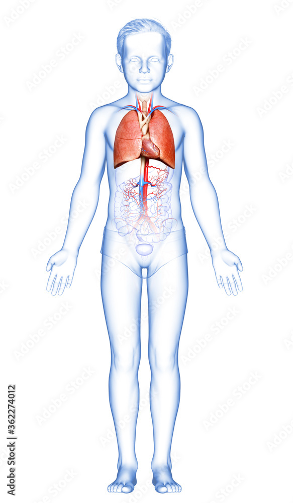 3d rendered, medically accurate illustration of a young boy lung anatomy 3d rendered, medically accurate illustration of a young boy lung anatomy