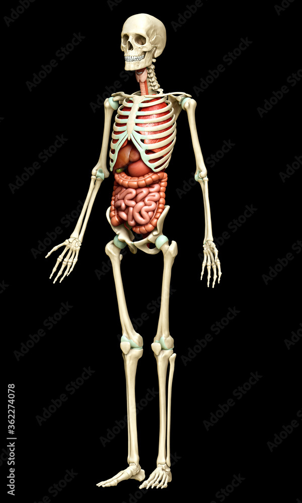 3d rendered medically accurate illustration of female  Internal organs and skeleton system