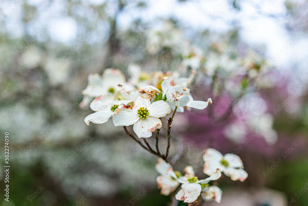 Fototapeta premium Macro closeup of white dogwood flowers on tree in Virginia during spring springtime with bokeh blurry background