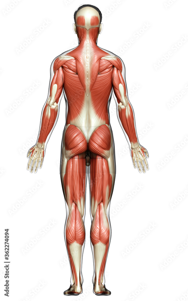 3d rendered medically accurate illustration of a male muscle system 3d rendered medically accurate illustration of a male muscle system