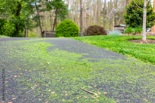 Northern Virginia colorful green spring or summer in Fairfax County with neighborhood in Herndon and fresh cut mowed green grass lawn in suburbs low angle view