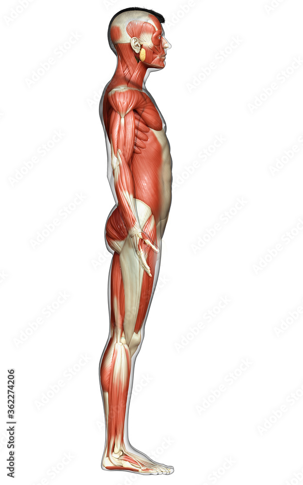 3d rendered medically accurate illustration of a male muscle system 3d rendered medically accurate illustration of a male muscle system