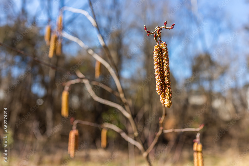 Closeup of hazel tree branch and hanging dry catkins during winter with bokeh background of forest in Virginia Closeup of hazel tree branch and hanging dry catkins during winter with bokeh background of forest in Virginia