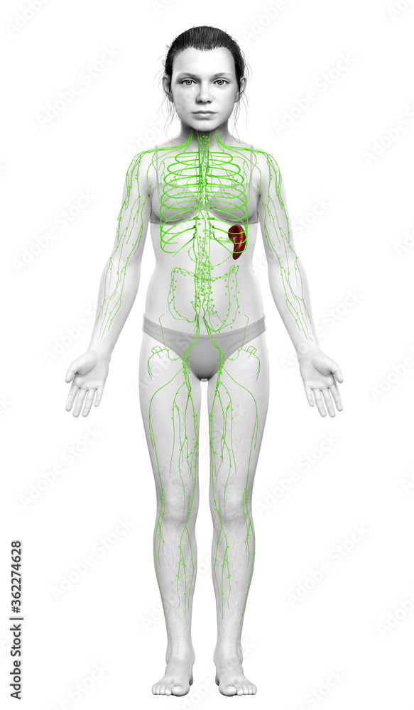 3d rendered medically accurate illustration of a young girl lymphatic system