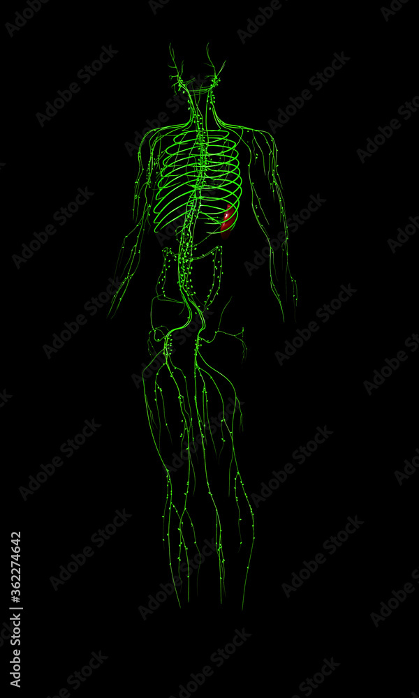 3d rendered medically accurate illustration of the lymphatic system 3d rendered medically accurate illustration of the lymphatic system