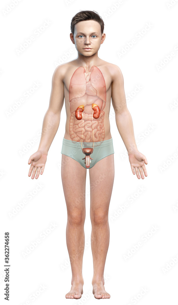 3d rendered, medically accurate illustration of the young boy kidneys anatomy