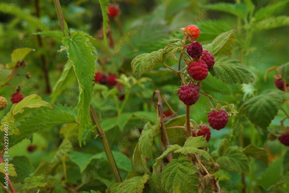 The garden has a rich harvest of raspberries. The garden has a rich harvest of raspberries.