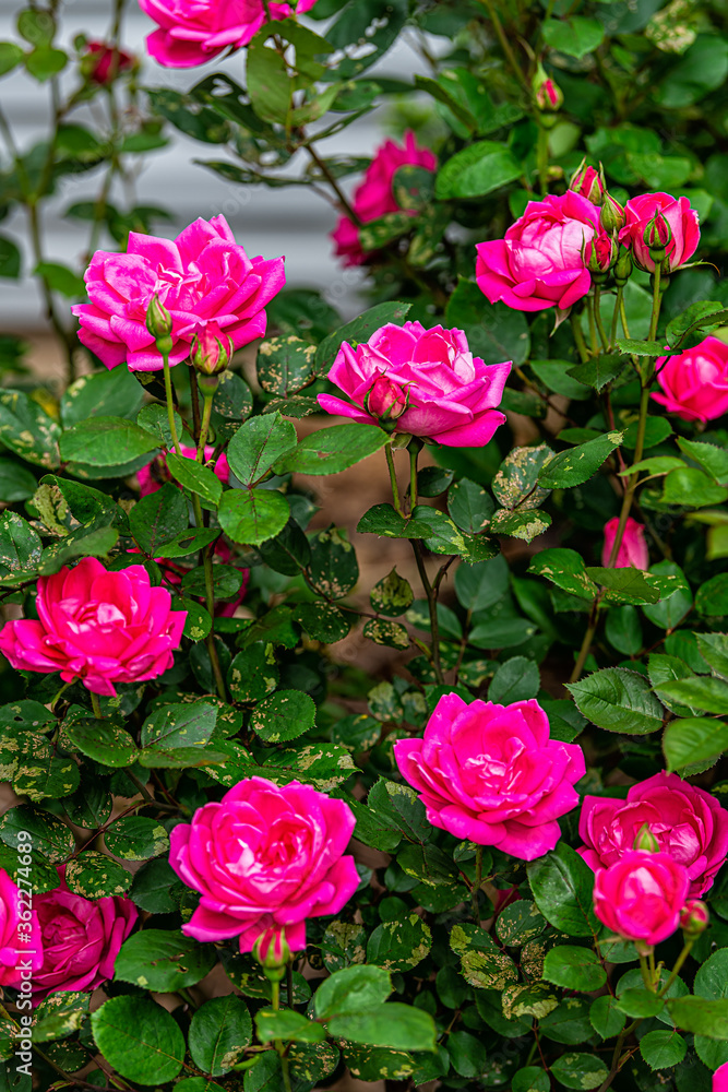Closeup of pink roses petals blooming in summer spring garden with vibrant color in Virginia vertical view