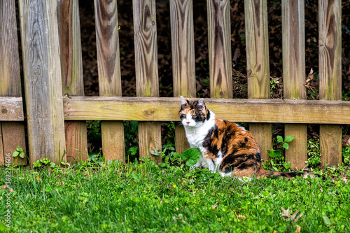 Outdoor calico cat outside hunting by fence in garden lawn backyard on green grass in summer garden