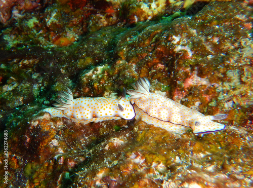 Pair of Kunie's Chromodoris (nudibranch) moving across reef photo