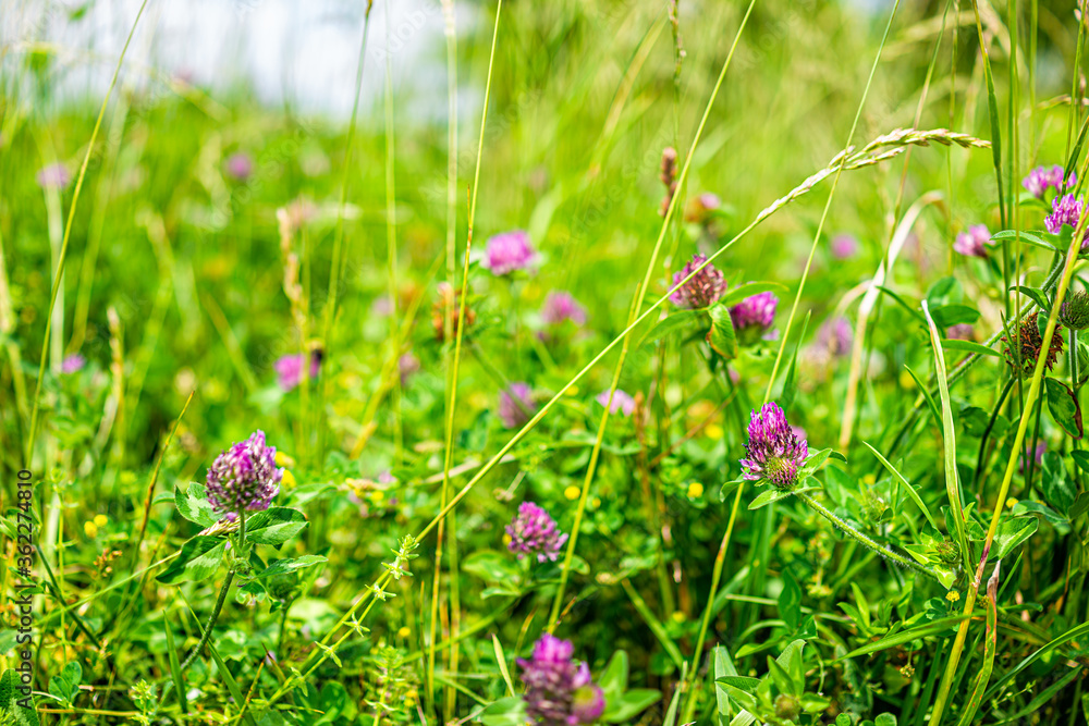 Pink red clover wild wildflowers flowers closeup in summer in Shenandoah National Park in Virginia, USA Blue Ridge Mountains and bokeh background Pink red clover wild wildflowers flowers closeup in summer in Shenandoah National Park in Virginia, USA Blue Ridge Mountains and bokeh background