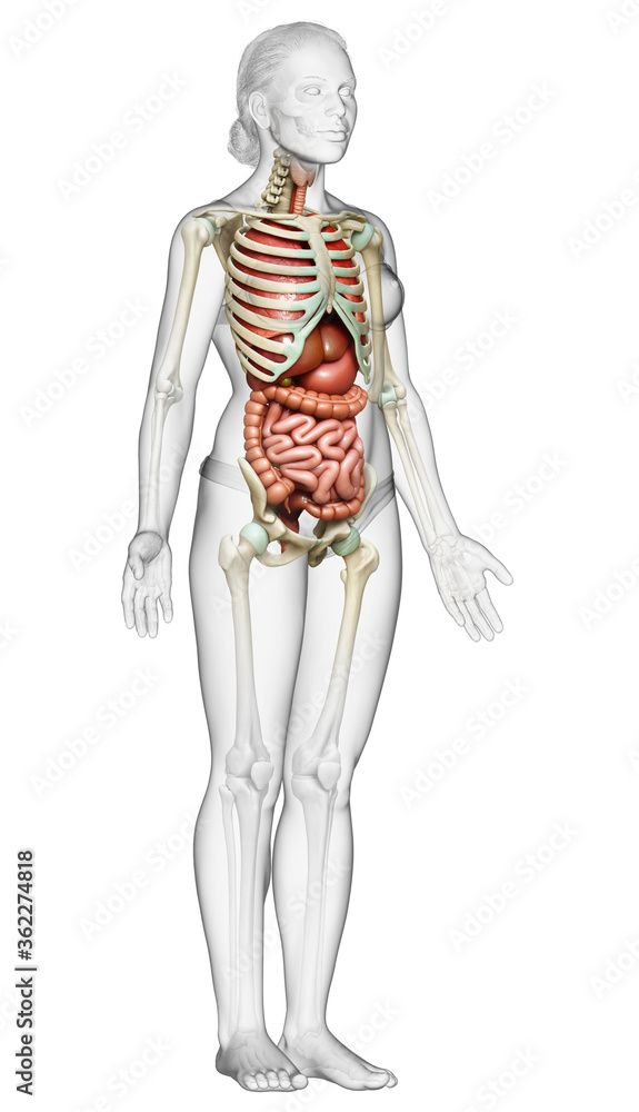 3d rendered medically accurate illustration of female  Internal organs