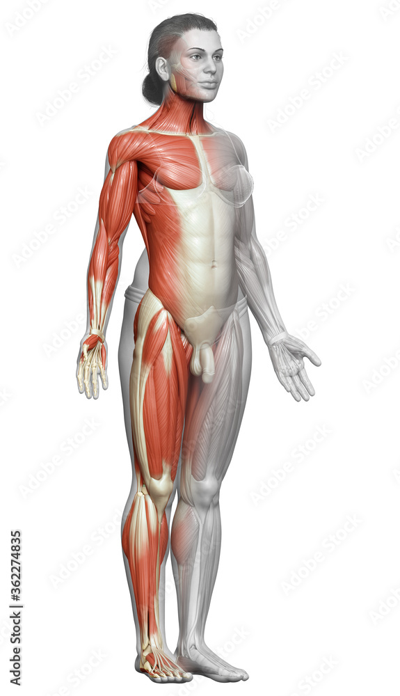 3d rendered medically accurate illustration of a female muscle system