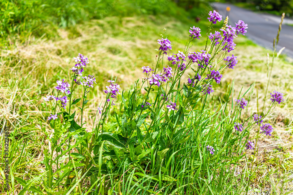 Closeup of wild purple pink dame's rocket wildflowers flowers in summer in Virginia Blue Ridge Mountains parkway in Wintergreen Resort town and bokeh background
