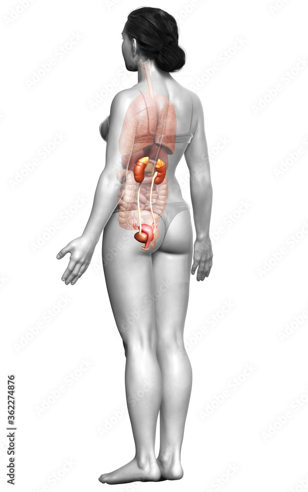 3d rendered, medically accurate illustration of female kidneys 3d rendered, medically accurate illustration of female kidneys