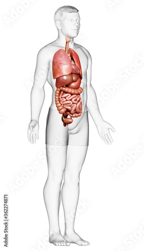 3d rendered medically accurate illustration of male Internal organs