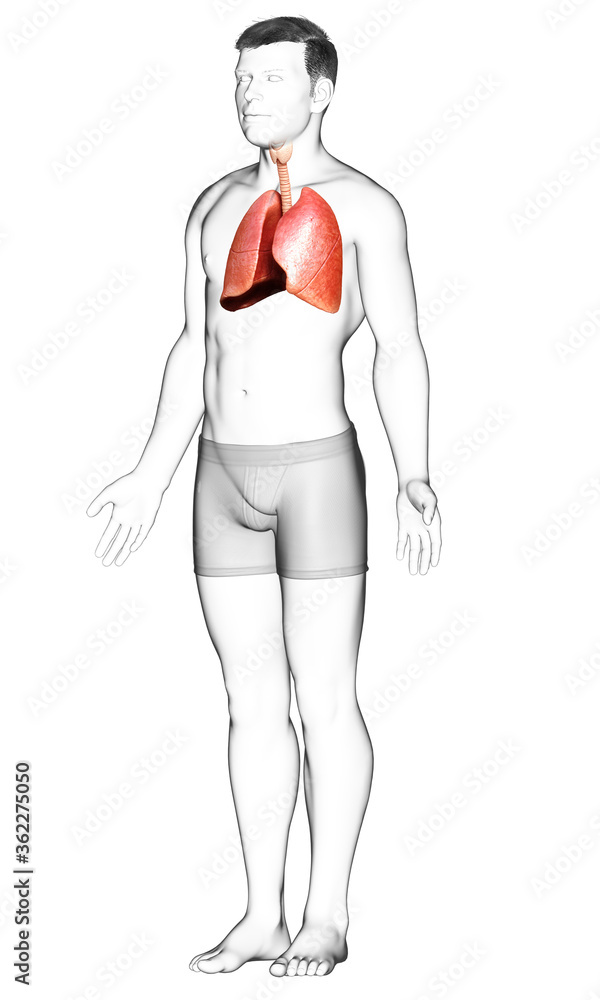 3d rendered, medically accurate illustration of a male lung anatomy 3d rendered, medically accurate illustration of a male lung anatomy