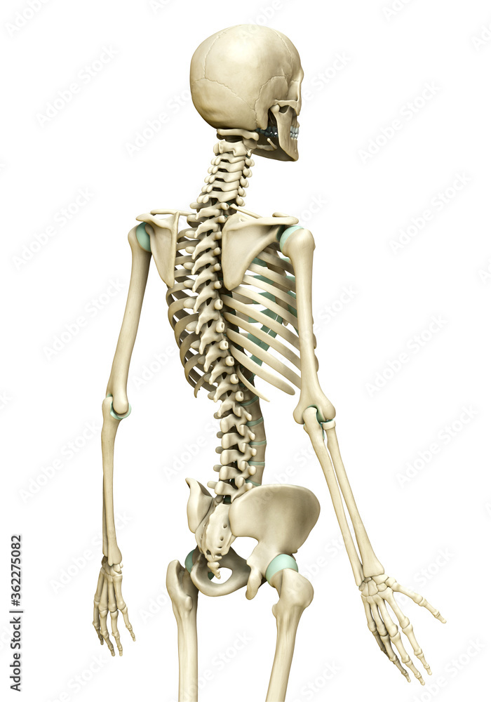 3d rendered, medically accurate illustration of the skeleton system 3d rendered, medically accurate illustration of the skeleton system