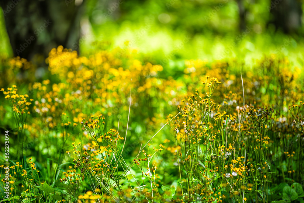 Obraz premium Closeup of white yellow golden ragwort wildflowers in Story of the Forest nature trail in Shenandoah Blue Ridge appalachian mountains with bokeh blurry background
