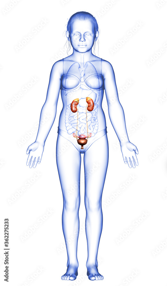 3d rendered, medically accurate illustration of the young girl kidneys anatomy 3d rendered, medically accurate illustration of the young girl kidneys anatomy