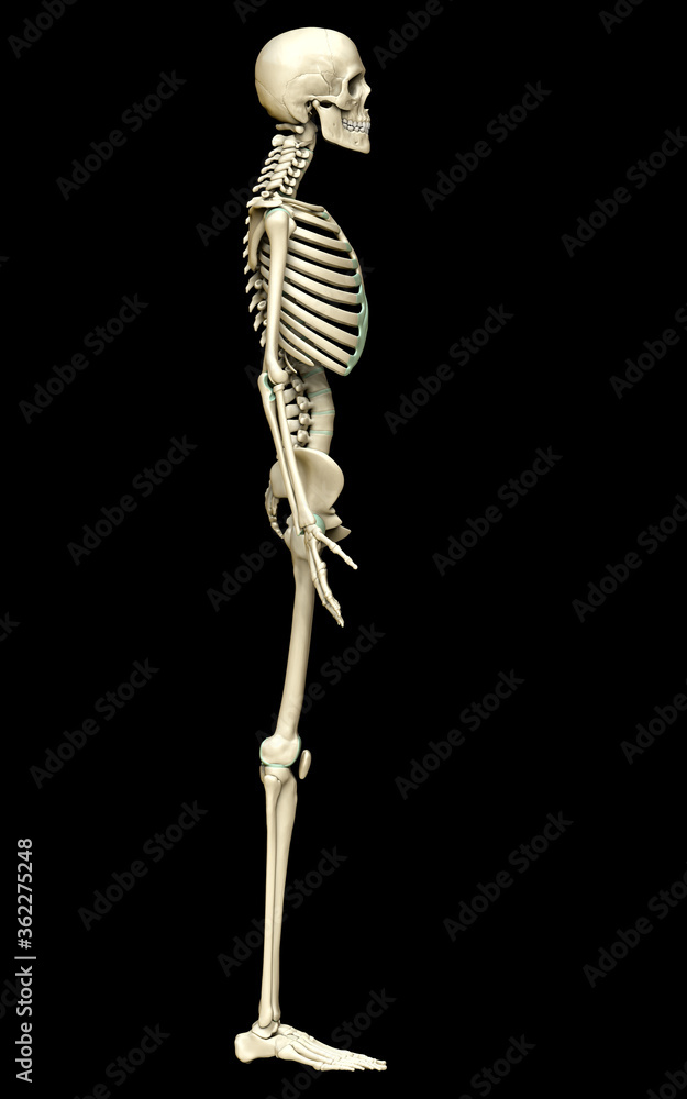 3d rendered, medically accurate illustration of the skeleton system